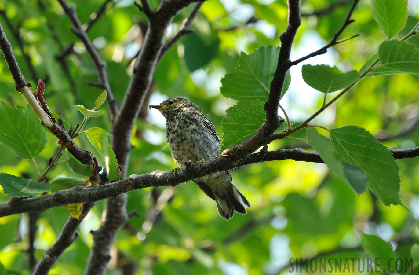 [300 mm, 1/640 Sek. bei f / 8.0, ISO 1600]